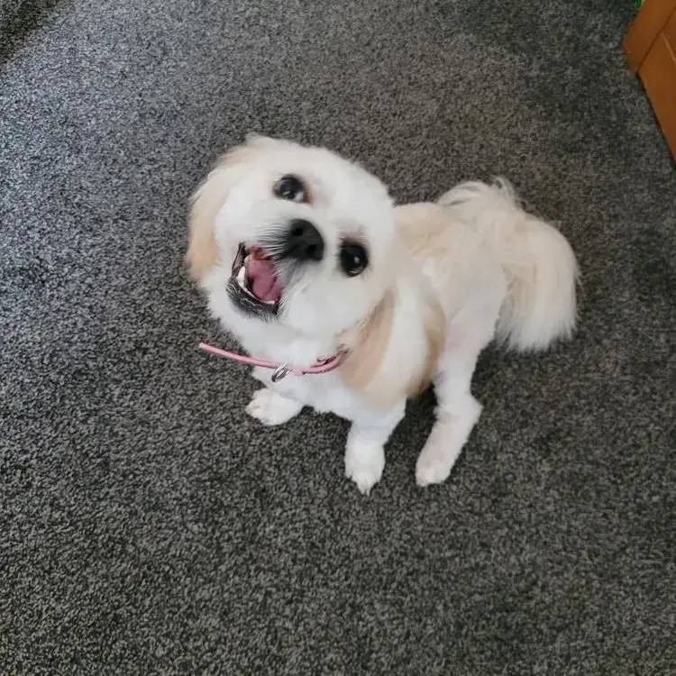 Lhasa Apso