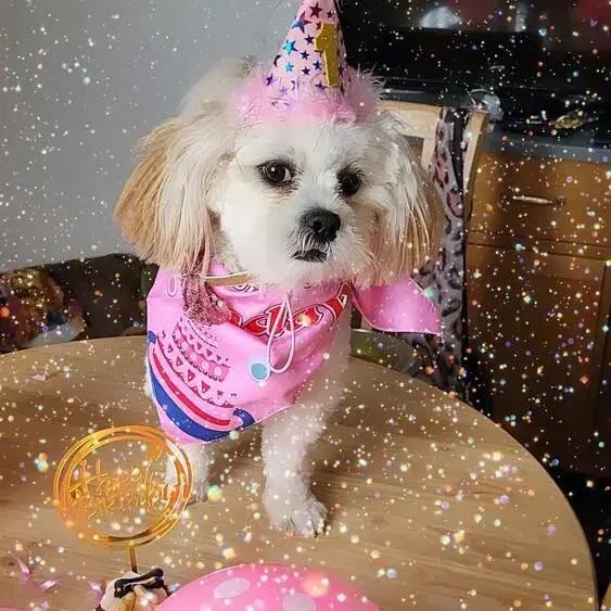 Lhasa Apso