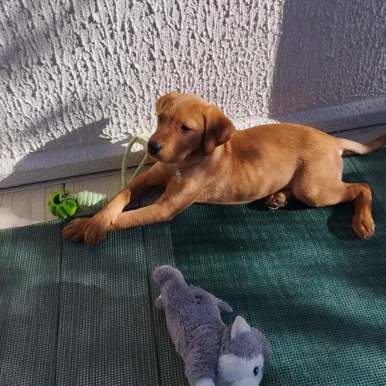 Labrador Retriever