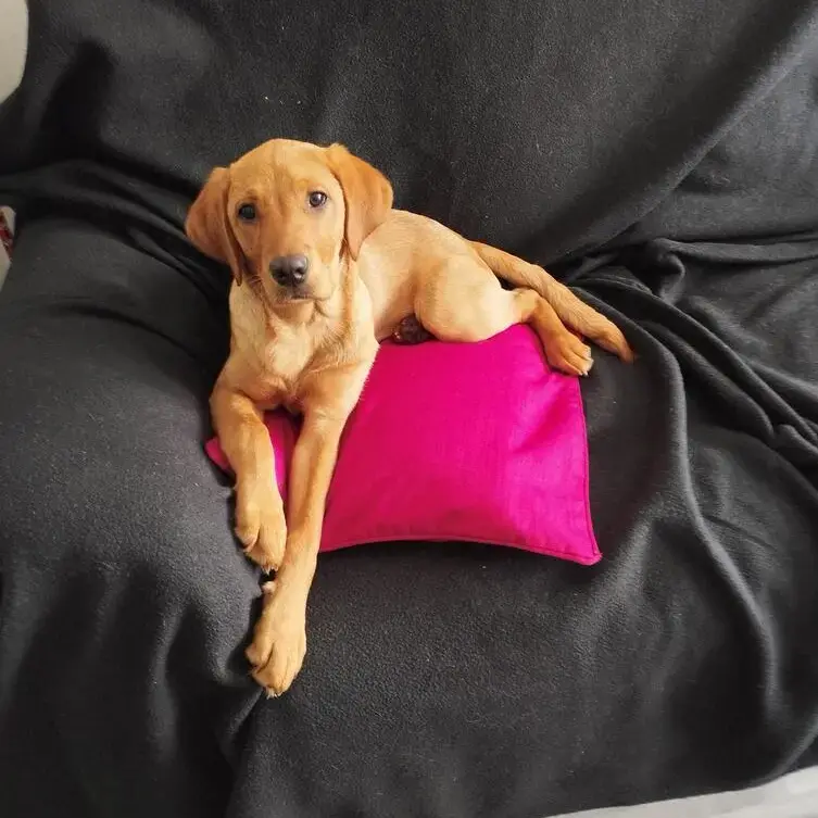 Labrador Retriever