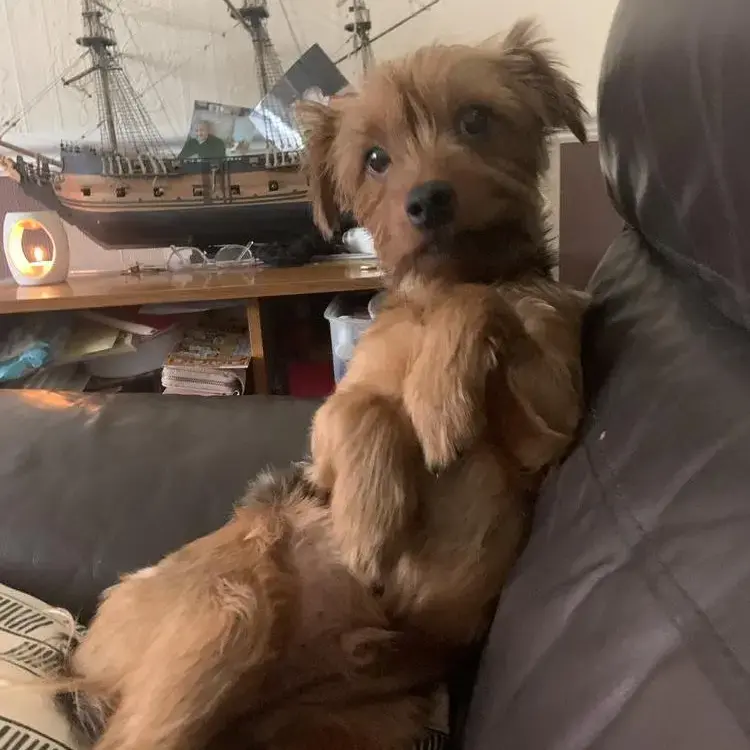 Yorkshire Terrier