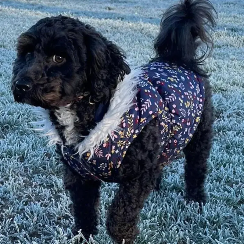 Poodle (Miniature)