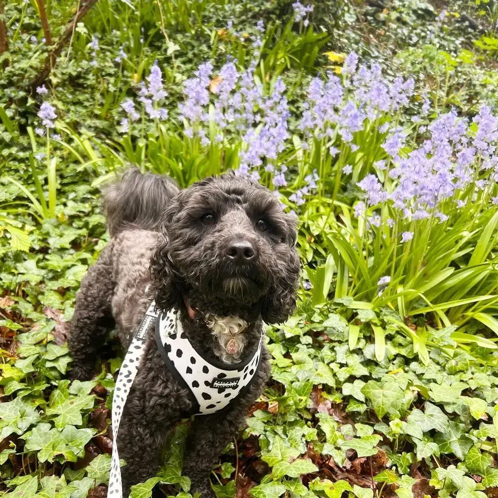 Poodle (Miniature)