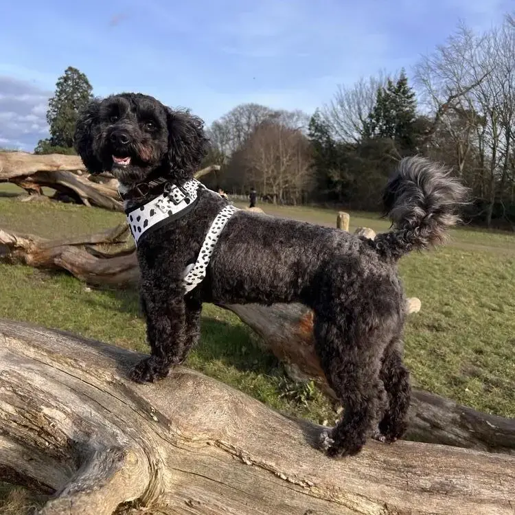 Poodle (Miniature)