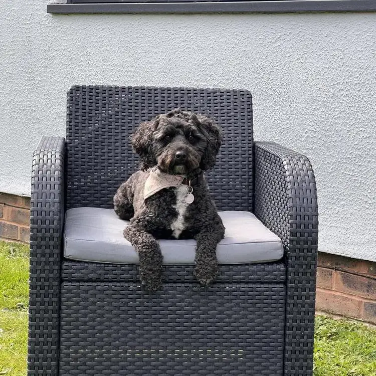 Poodle (Miniature)