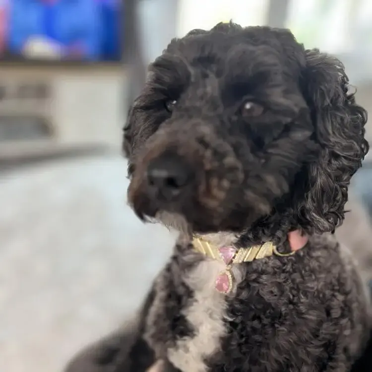 Poodle (Miniature)