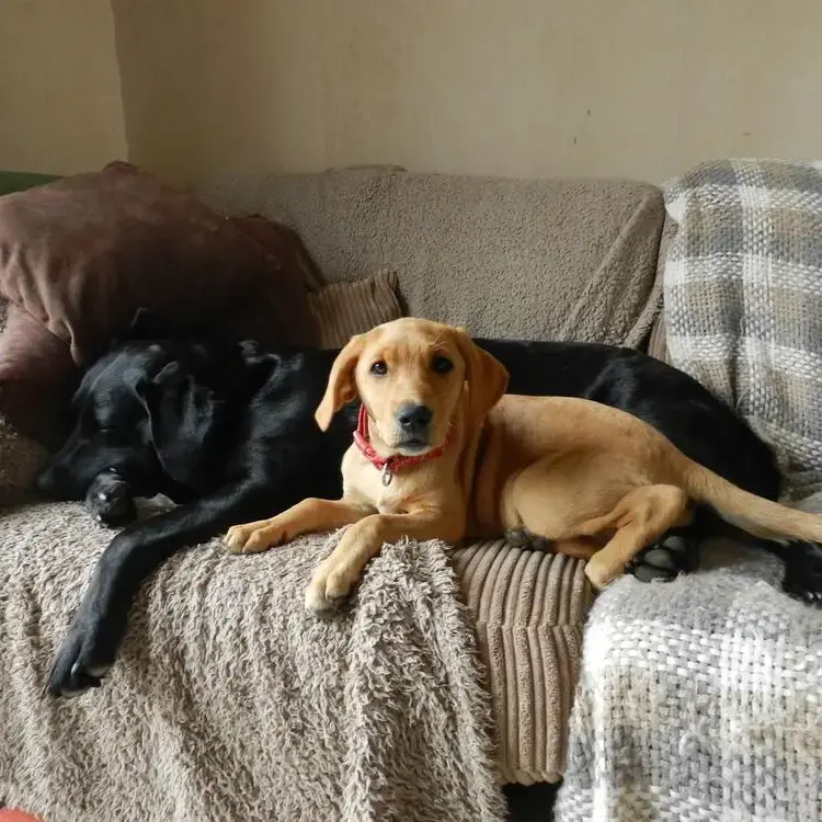 Labrador Retriever