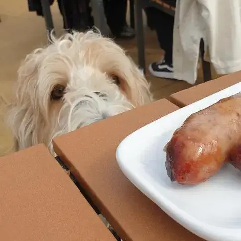 Basset Griffon Vendeen (Grand)