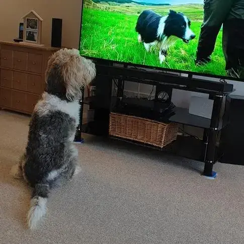 Basset Griffon Vendeen (Grand)