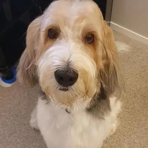 Basset Griffon Vendeen (Grand)