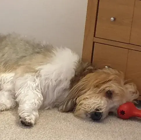 Basset Griffon Vendeen (Grand)