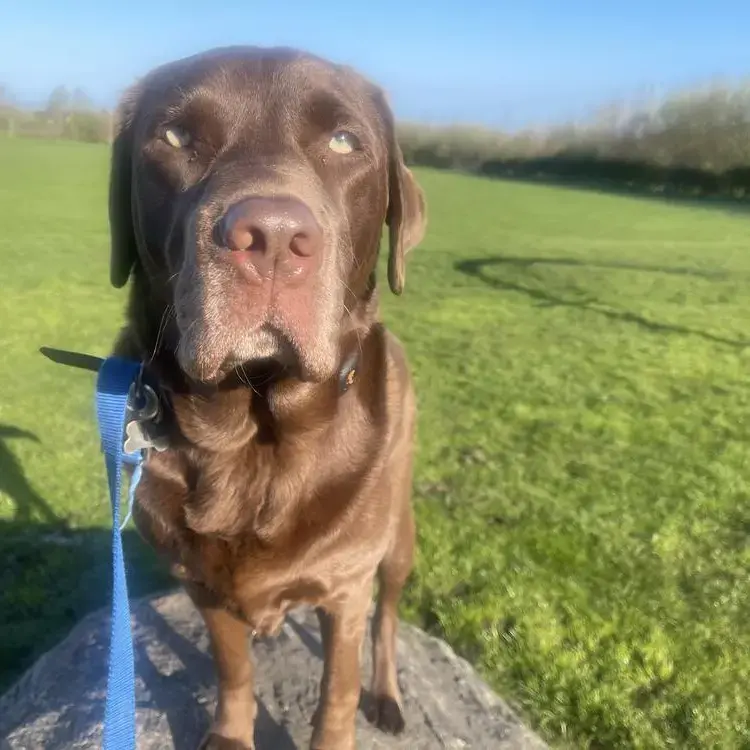 Labrador Retriever