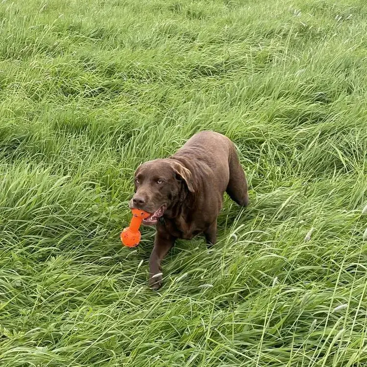 Labrador Retriever