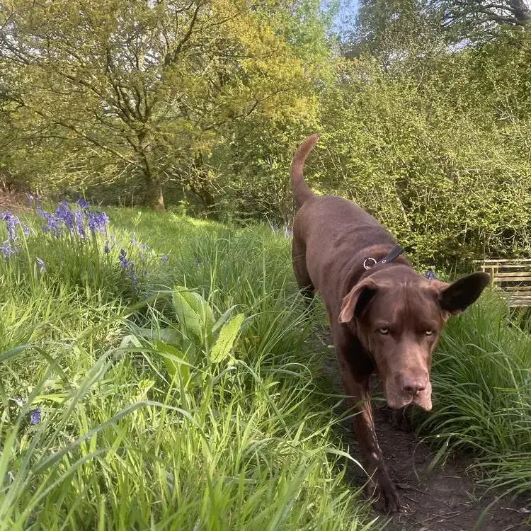 Labrador Retriever