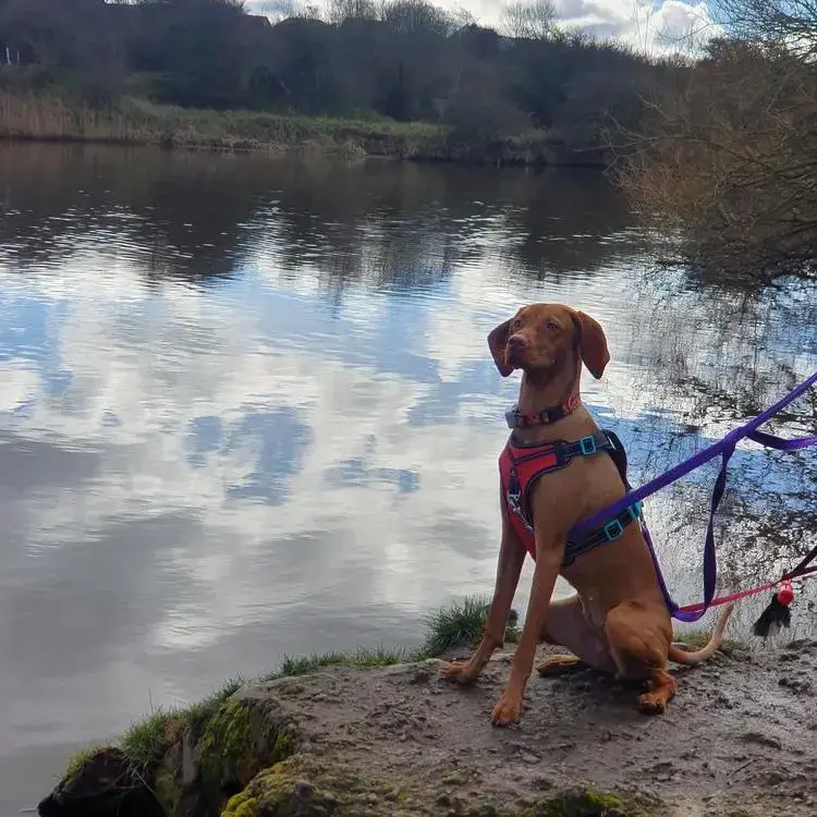 Hungarian Vizsla