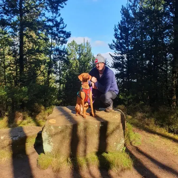 Hungarian Vizsla