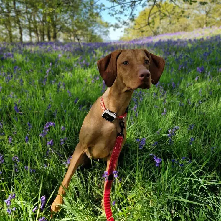 Hungarian Vizsla