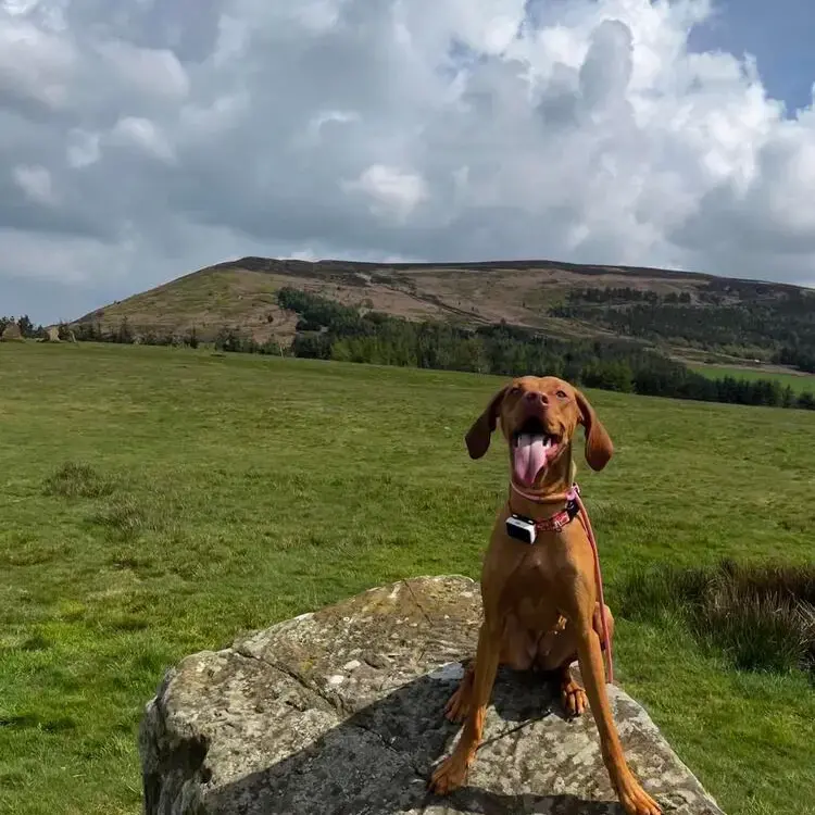 Hungarian Vizsla