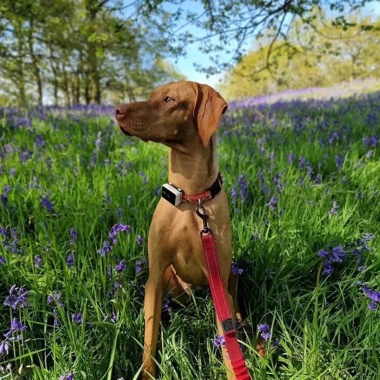 Hungarian Vizsla