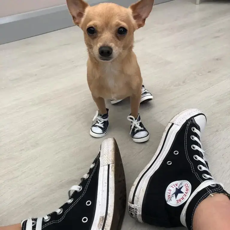 Chihuahua (Smooth Coat)