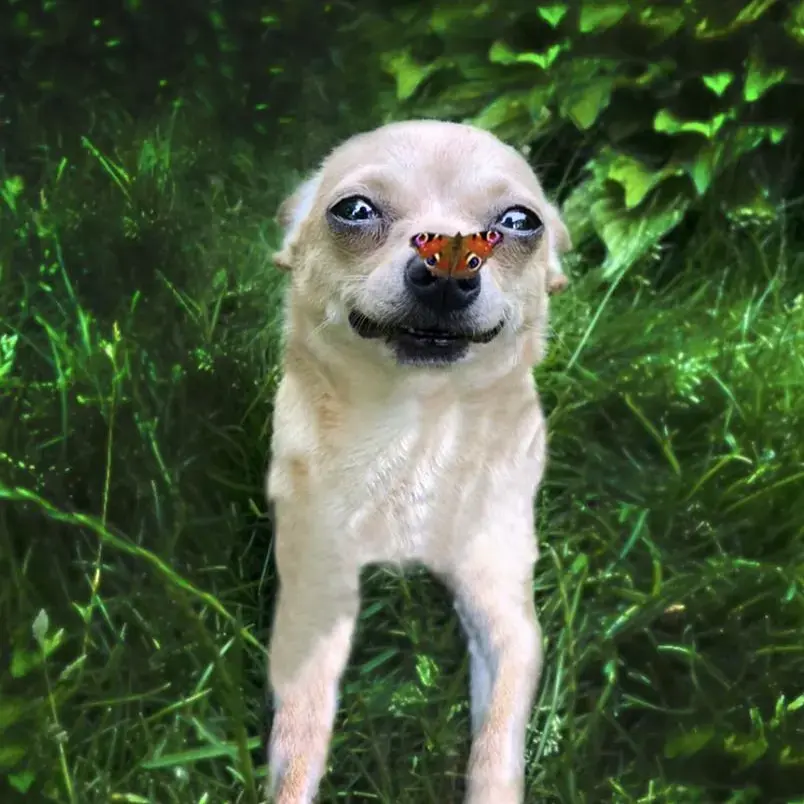 Chihuahua (Smooth Coat)