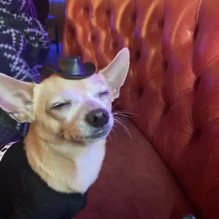 Chihuahua (Smooth Coat)
