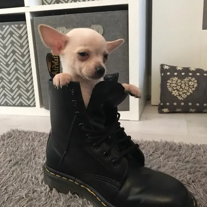 Chihuahua (Smooth Coat)