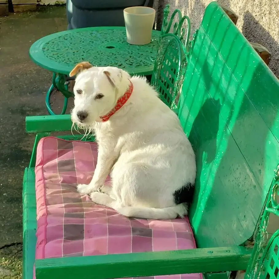 Jack Russell Terrier