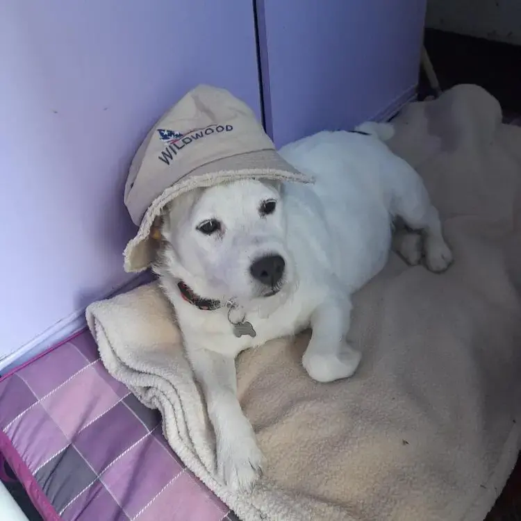 Jack Russell Terrier