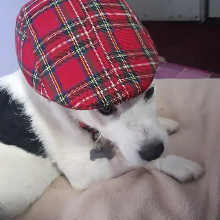 Jack Russell Terrier