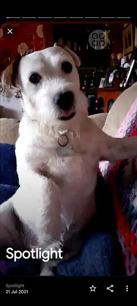 Jack Russell Terrier