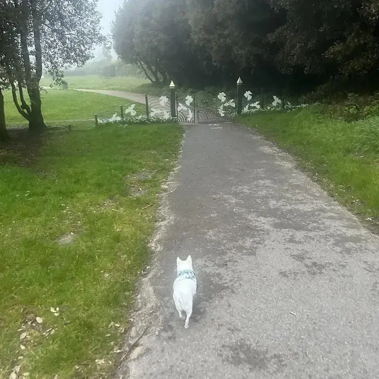 Chihuahua (Smooth Coat)