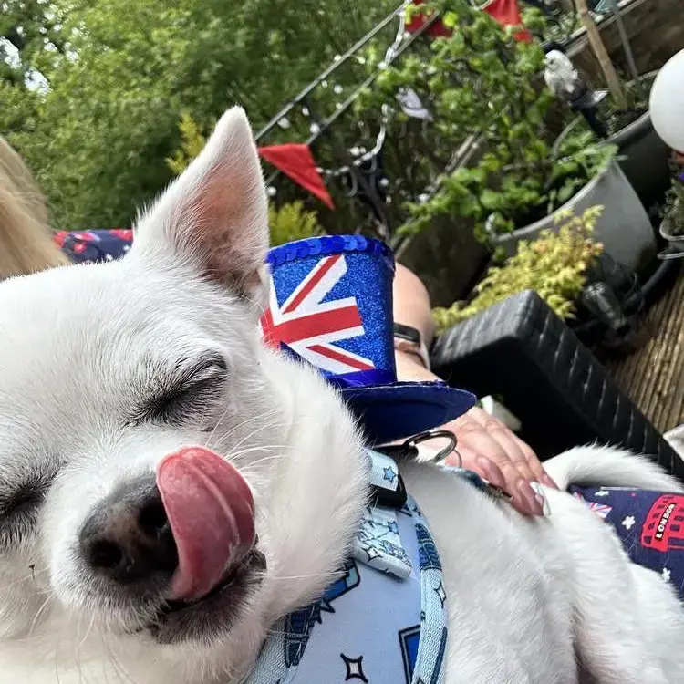 Chihuahua (Smooth Coat)