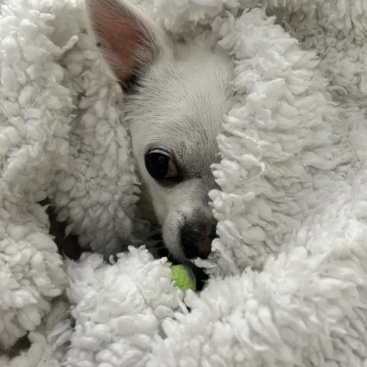 Chihuahua (Smooth Coat)