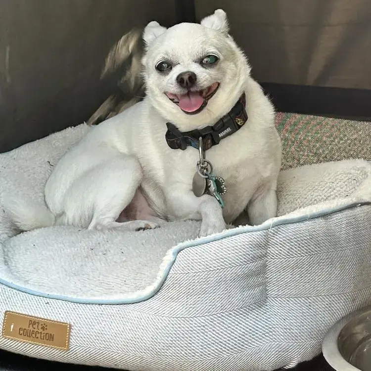 Chihuahua (Smooth Coat)