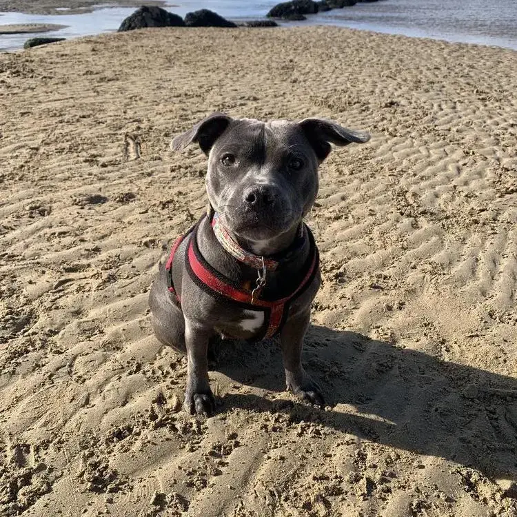 Staffordshire Bull Terrier