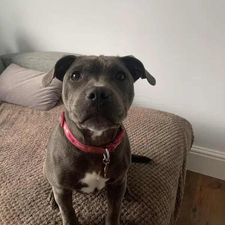 Staffordshire Bull Terrier