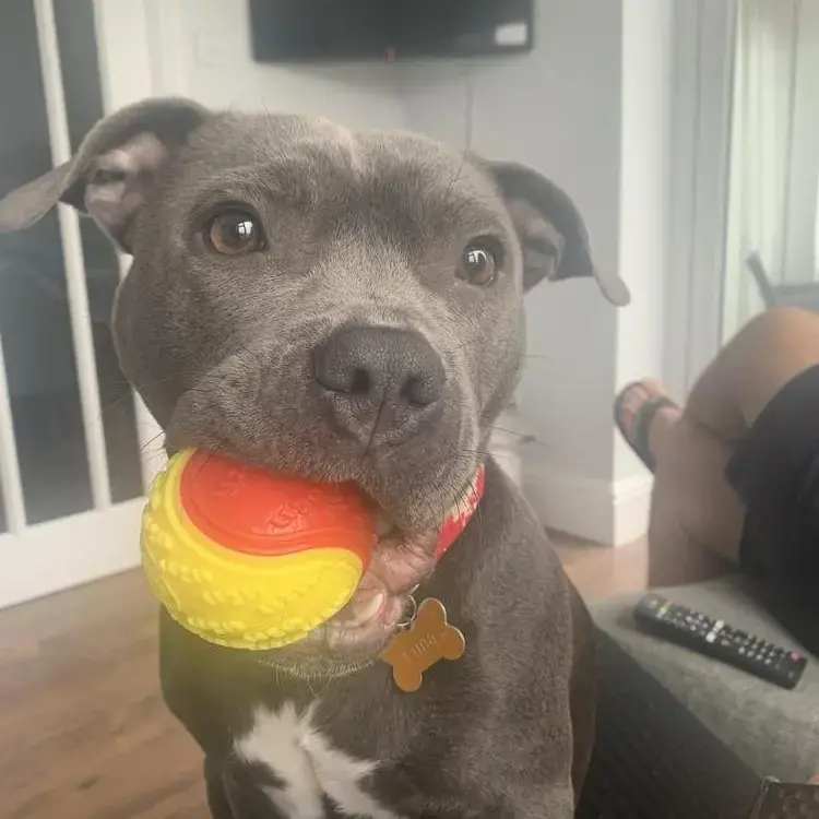 Staffordshire Bull Terrier