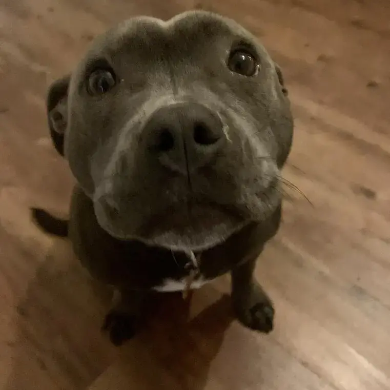 Staffordshire Bull Terrier