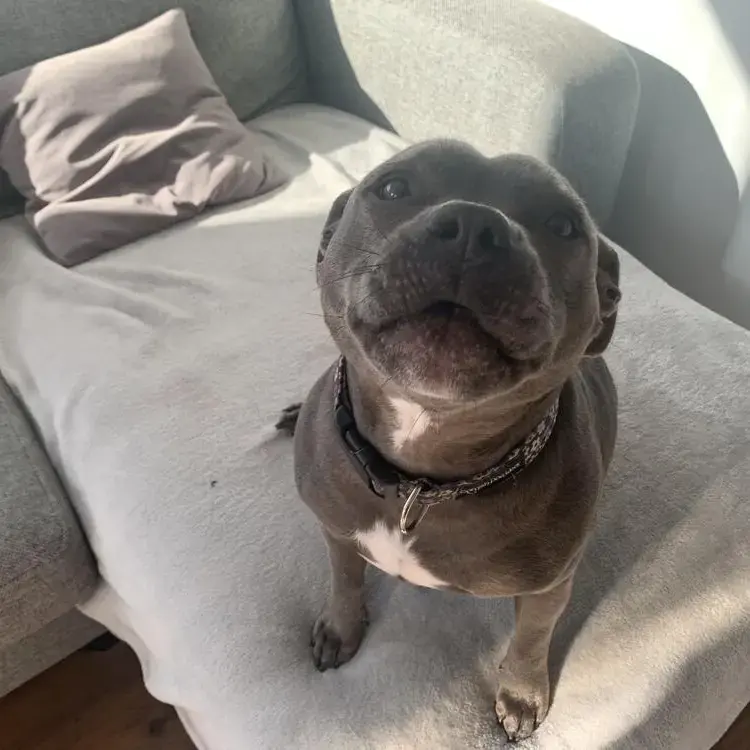 Staffordshire Bull Terrier