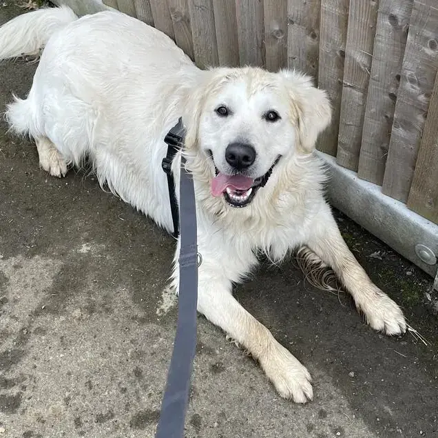 Golden Retriever