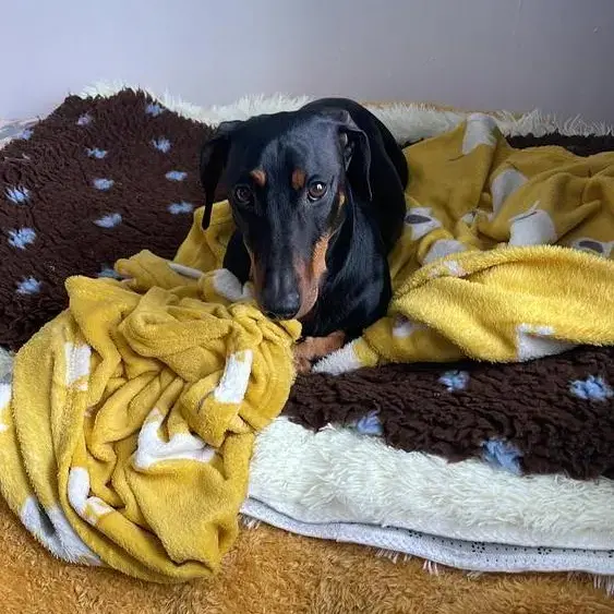 Dachshund (Smooth-Haired)