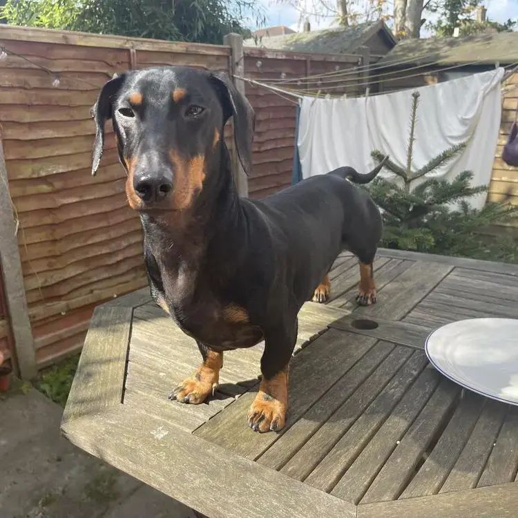 Dachshund (Smooth-Haired)