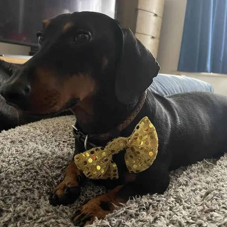 Dachshund (Smooth-Haired)