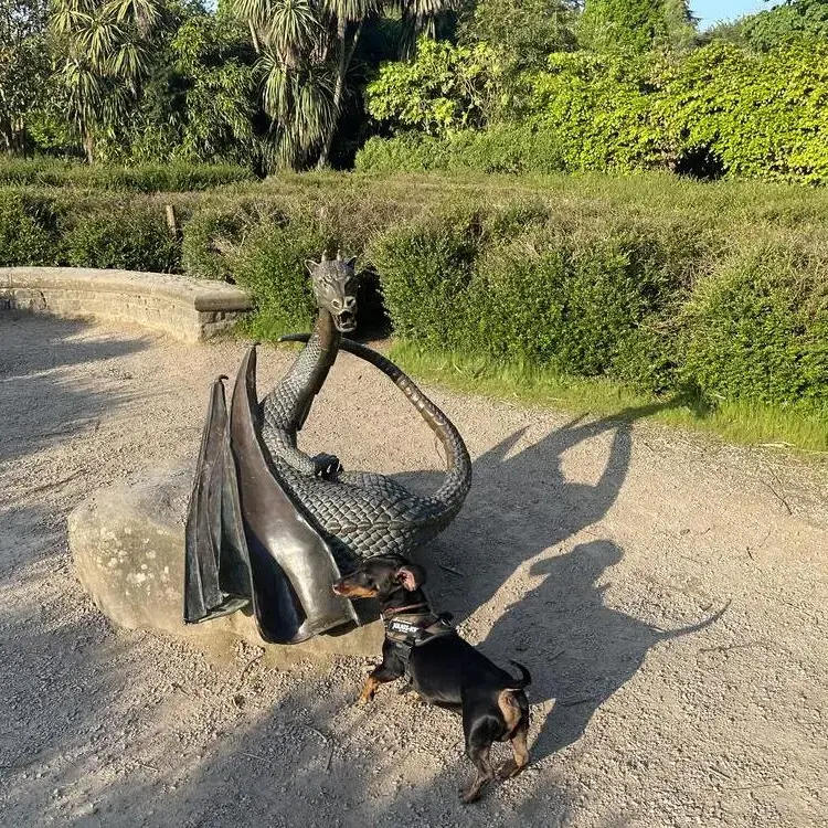 Dachshund (Smooth-Haired)