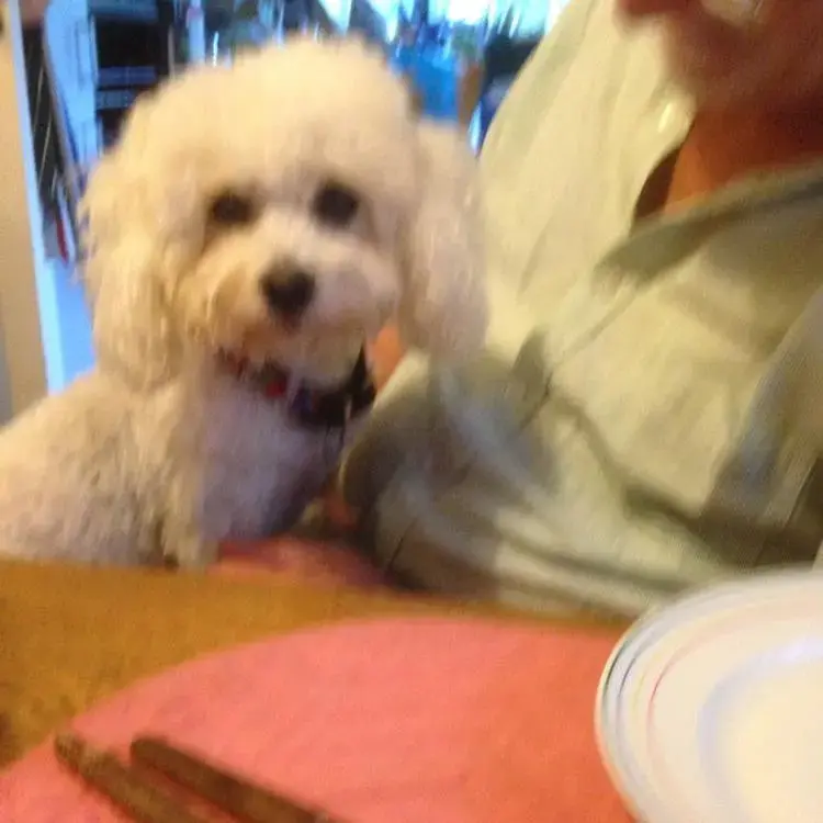 Bichon Frise