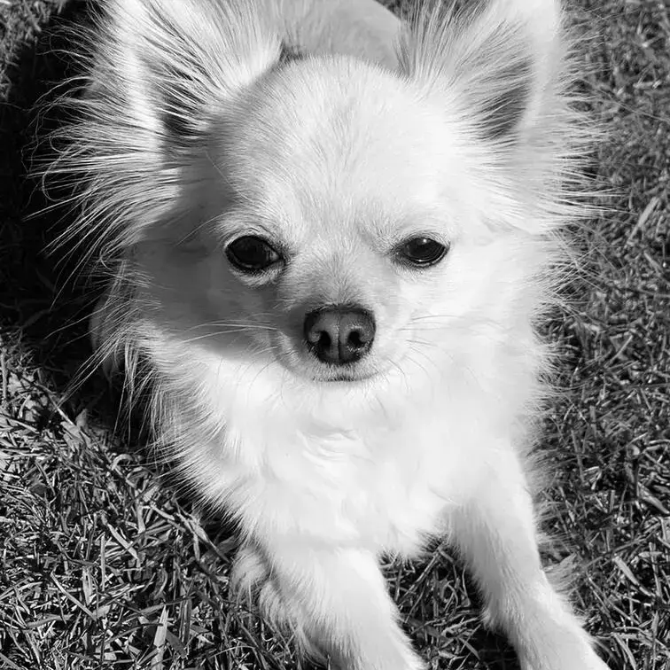 Chihuahua (Long Coat)