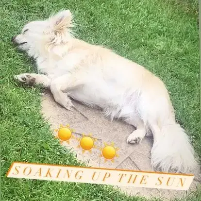 Chihuahua (Long Coat)