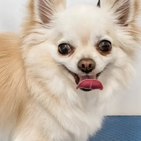 Chihuahua (Long Coat)