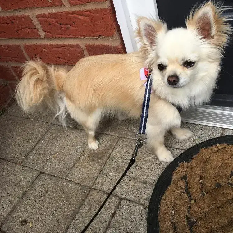 Chihuahua (Long Coat)